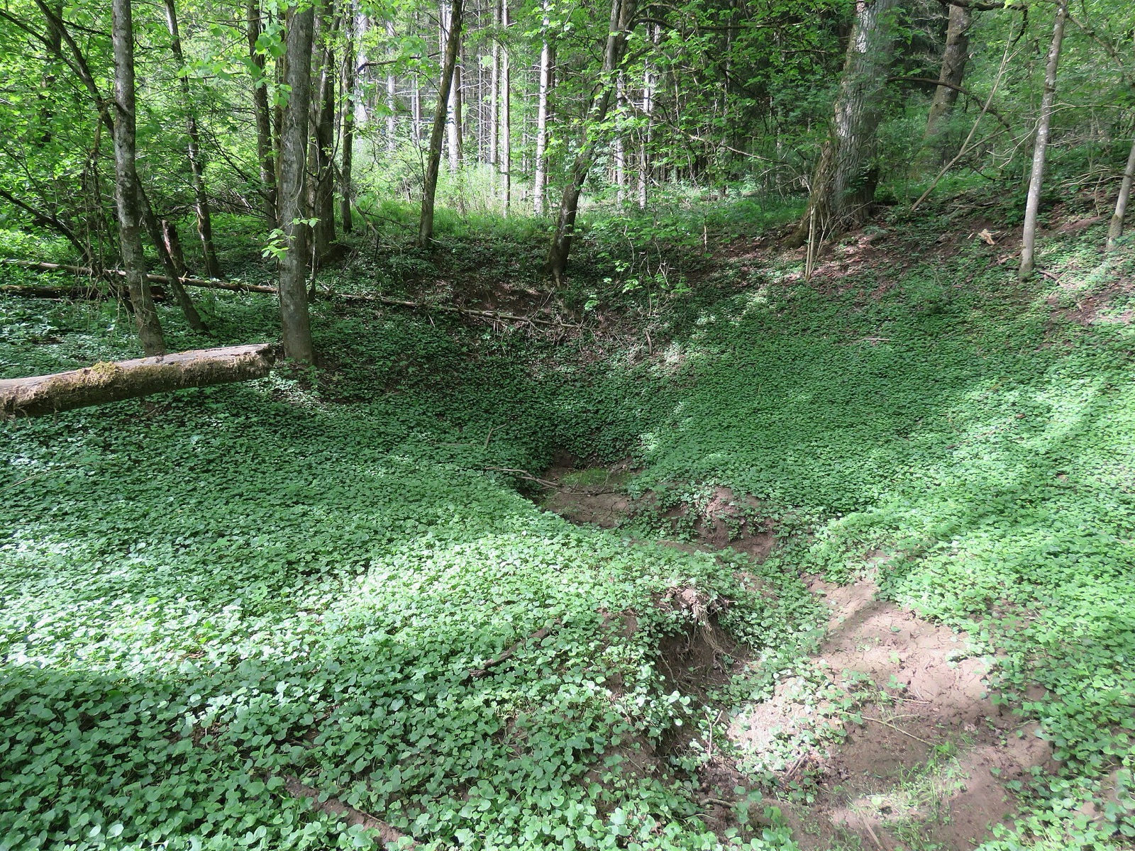 Dolines south-east of Warching in Germany
